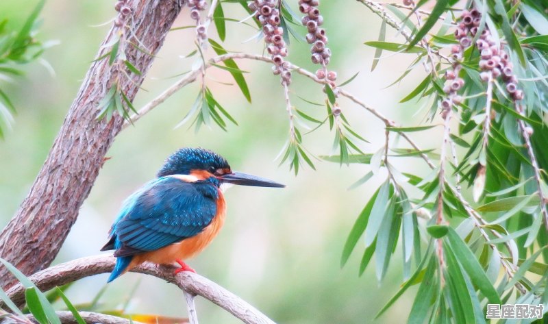 36岁属相什么,36岁是什么生肖 36岁属相什么,36岁是什么生肖 - 星座运势