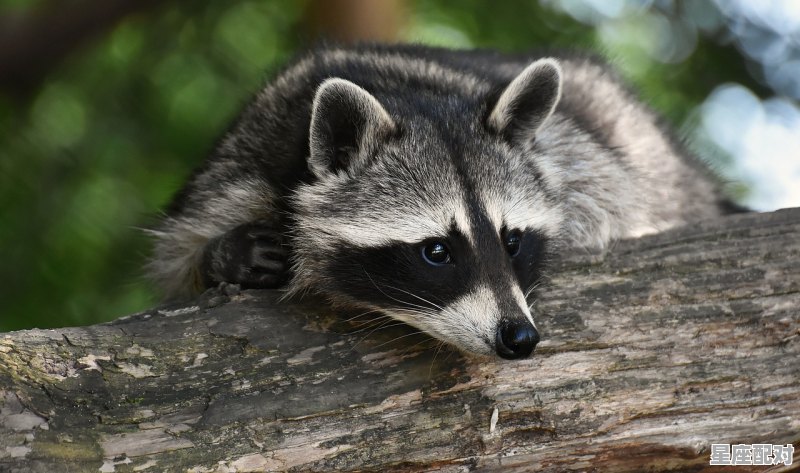 求神问卜特中藏是指什么动物,同甘共苦是什么生肖 求神问卜特中藏是指什么动物,同甘共苦是什么生肖 - 星座运势