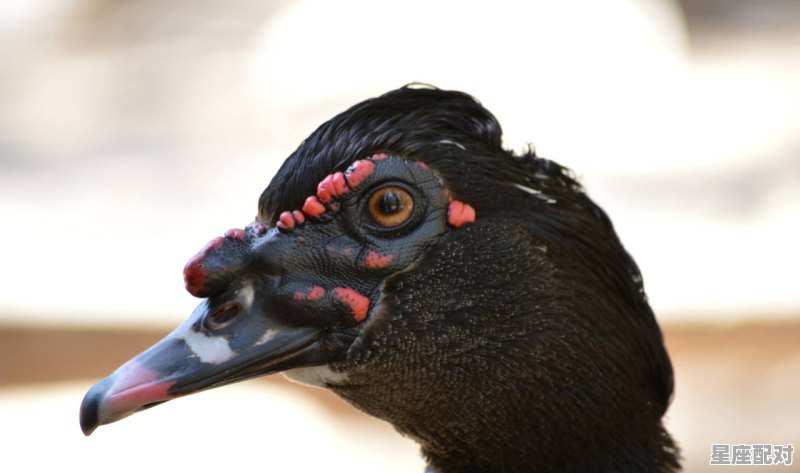 百兽之王一声吼鸡飞狗跳跑又躲是什么动物_吵吵闹闹的动物是什么 百兽之王一声吼鸡飞狗跳跑又躲是什么动物_吵吵闹闹的动物是什么 - 星座运势