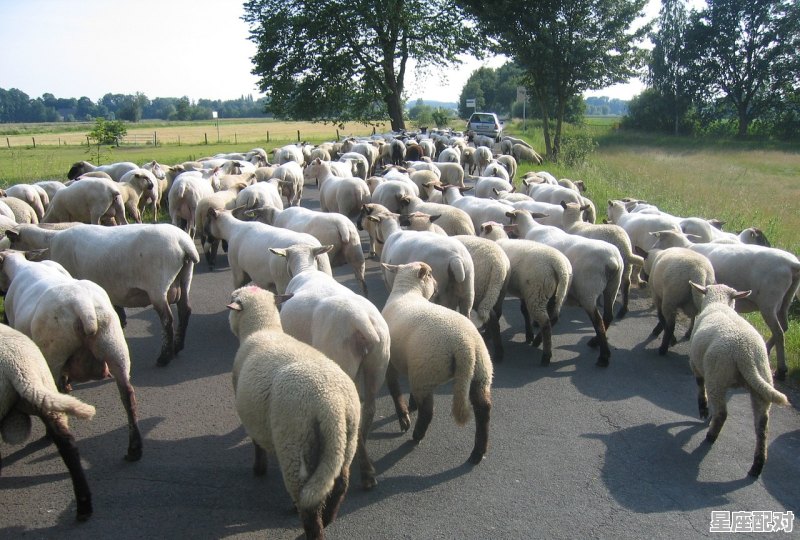 狼吃肉是什么意思,做梦梦到吃肉 狼吃肉是什么意思,做梦梦到吃肉 - 星座运势