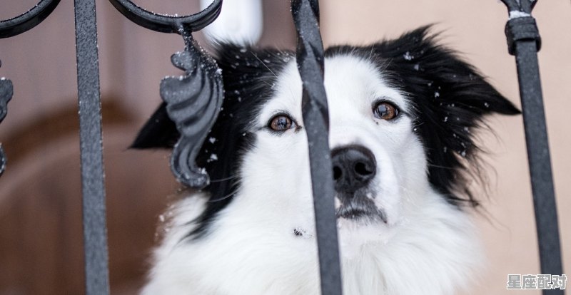 两小无猜是什么生肖,两小无猜是什么生肖 两小无猜是什么生肖,两小无猜是什么生肖 - 星座运势