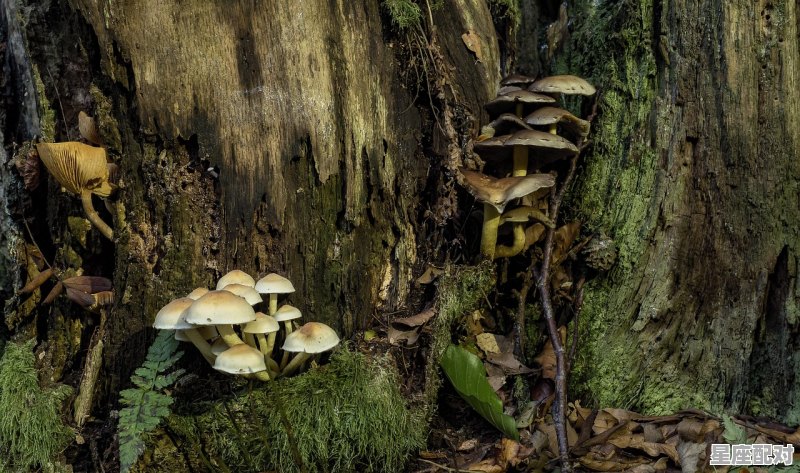 黔灵山公园哪里采蘑菇_梦到采蘑菇 - 星座运势