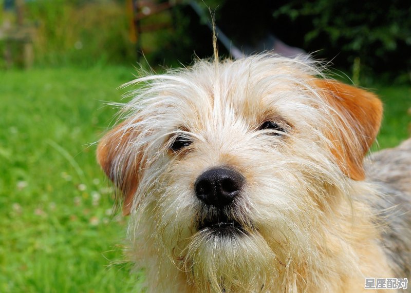 怎么才能让狗狗长肉，要吃什么会长肉_8几年属鸡的 - 星座运势