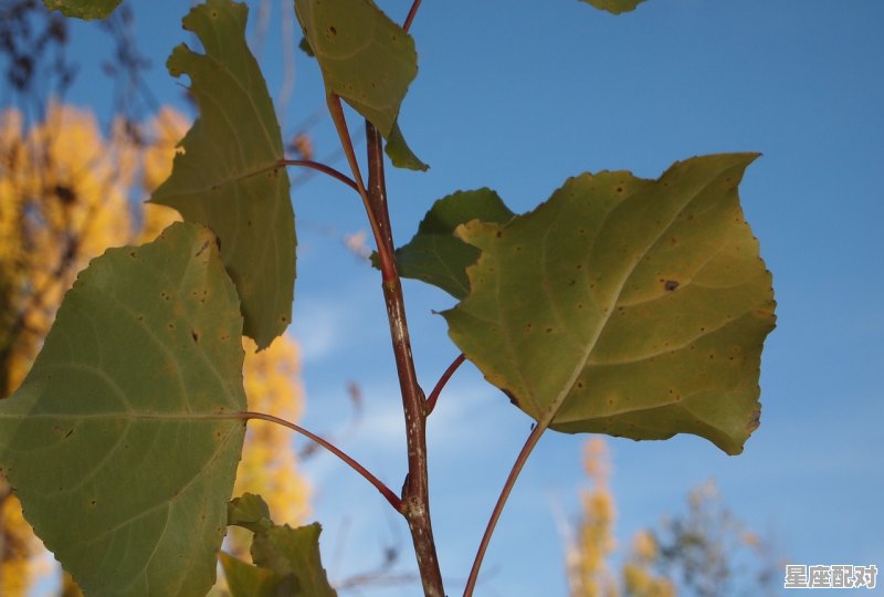 梦到被卖,梦到被卖 - 星座运势