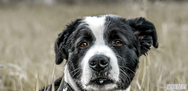 什么动物会时过境迁,李逵属什么生肖 - 星座运势