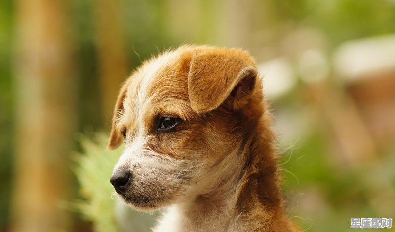 为什么说天蝎不要招惹狮子_为什么天蝎和狮子不能相遇 - 星座运势