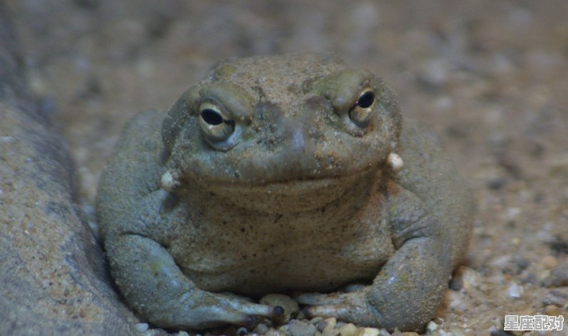 爱做梦的动物,梦到好多青蛙 - 星座运势