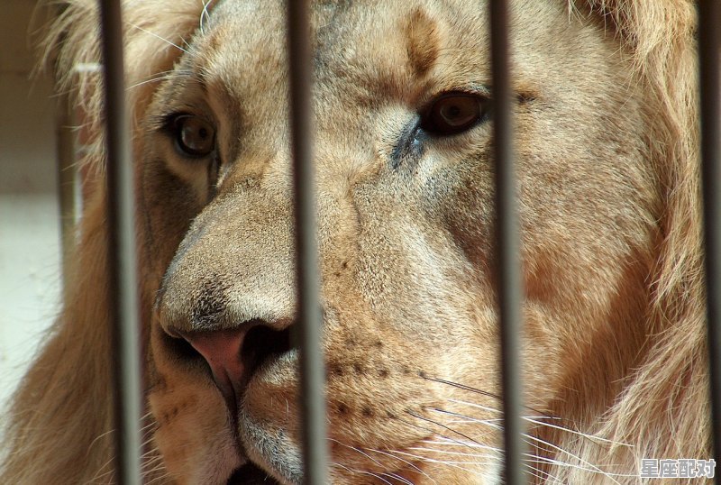 狮子座与哪些星座有夫妻缘，狮子和哪些星座配对好 - 星座运势