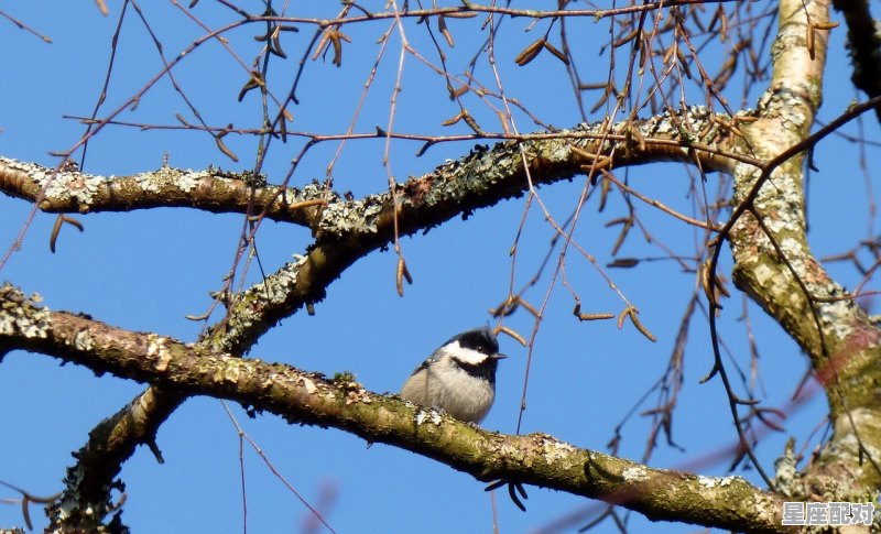 一个人坐在大树前睡觉是什么寓言故事_梦到一棵大树 - 星座运势