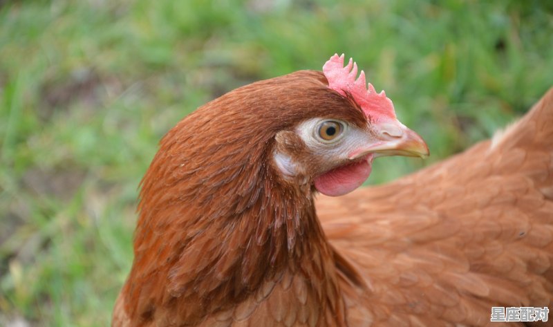 太阳代表什么动物,闪指什么生肖 太阳代表什么动物,闪指什么生肖 - 星座运势