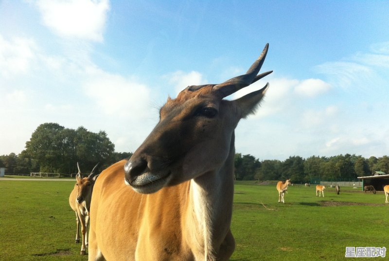 十二生肖中马、羊、狗、猪之间相合、相克的关系是怎样的，蛇与什么生肖相合 - 星座运势
