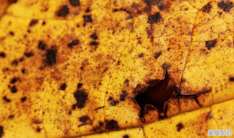 老人家做梦看到很多鬼_老是梦到鬼 - 星座运势