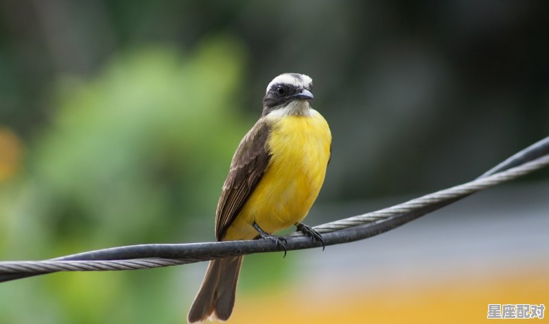 江南指是什么生肖，蜻蜓点水什么生肖 - 星座运势