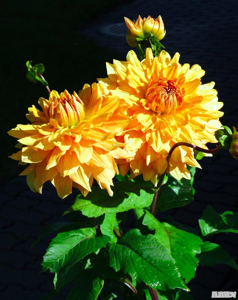 两岁多宝宝可以吃虫草花，梦到吃花 - 星座运势