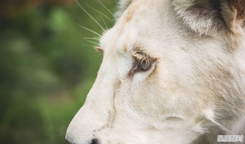 狮子座女生最配星座和狮子座女生的特点_狮子男巨蟹女为啥是绝配 - 星座运势