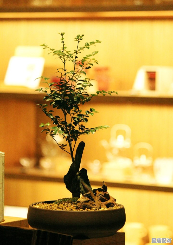 喜欢自己一个人喝茶的女人，是什么样的性格、什么样的品位,梦到柠檬 - 星座运势