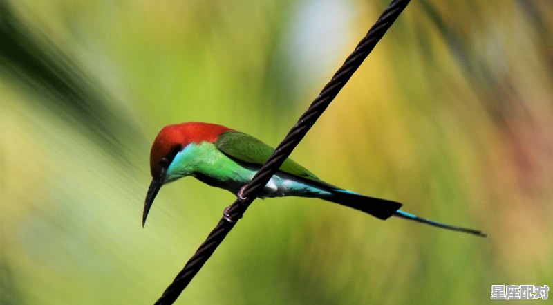洗耳恭听意思是什么,洗耳恭听指什么生肖 - 星座运势