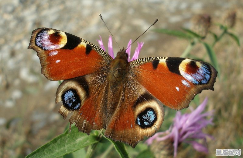 横奔月窟是什么动物_横奔月窟是什么生肖 横奔月窟是什么动物_横奔月窟是什么生肖 - 星座运势