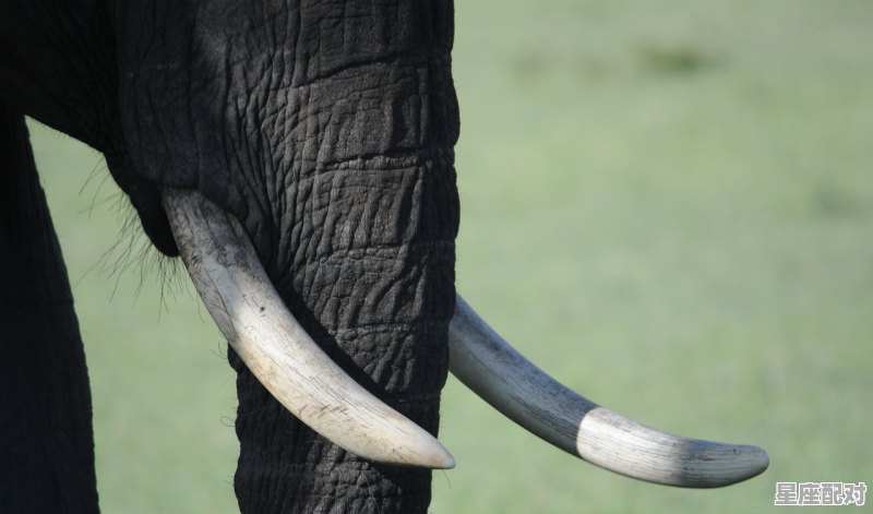 蛇蝎最毒妇人心是哪个动物，蛇蝎美人指什么生肖 - 星座运势