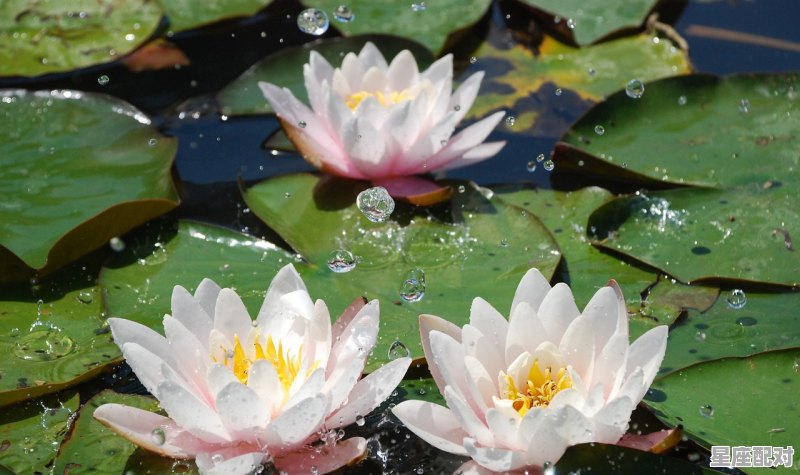 人人平等是什么动物_万人着迷什么意思 - 星座运势