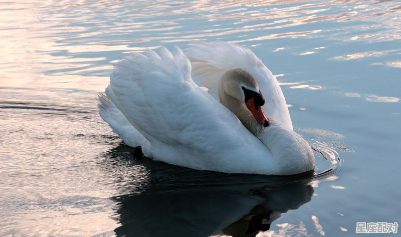 “鱼蛇海间笑，羊虎桃桑隔。”是什么意思，孕妇梦到鱼和蛇 - 星座运势