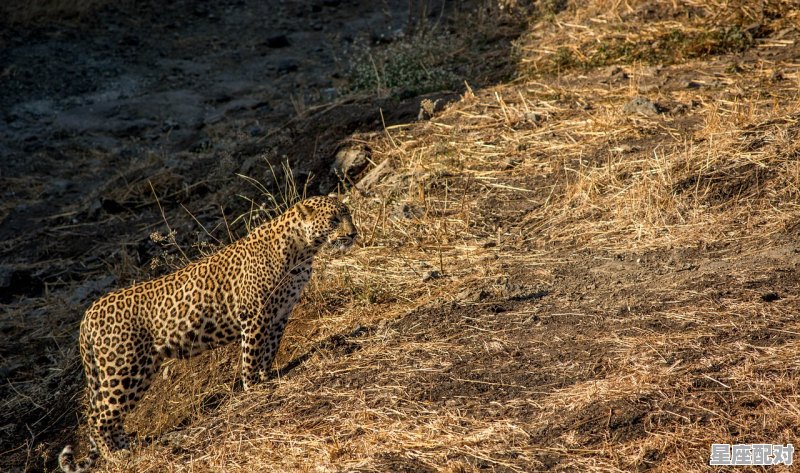 豹子和老虎是同一类型吗，梦到老虎豹子 - 星座运势