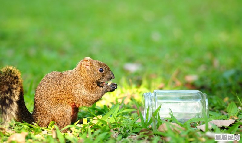 世界上最安静的动物,什么生肖土里土气的 世界上最安静的动物,什么生肖土里土气的 - 星座运势
