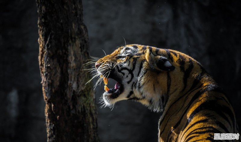 2021年28岁属啥，28岁属什么生肖2016 - 星座运势