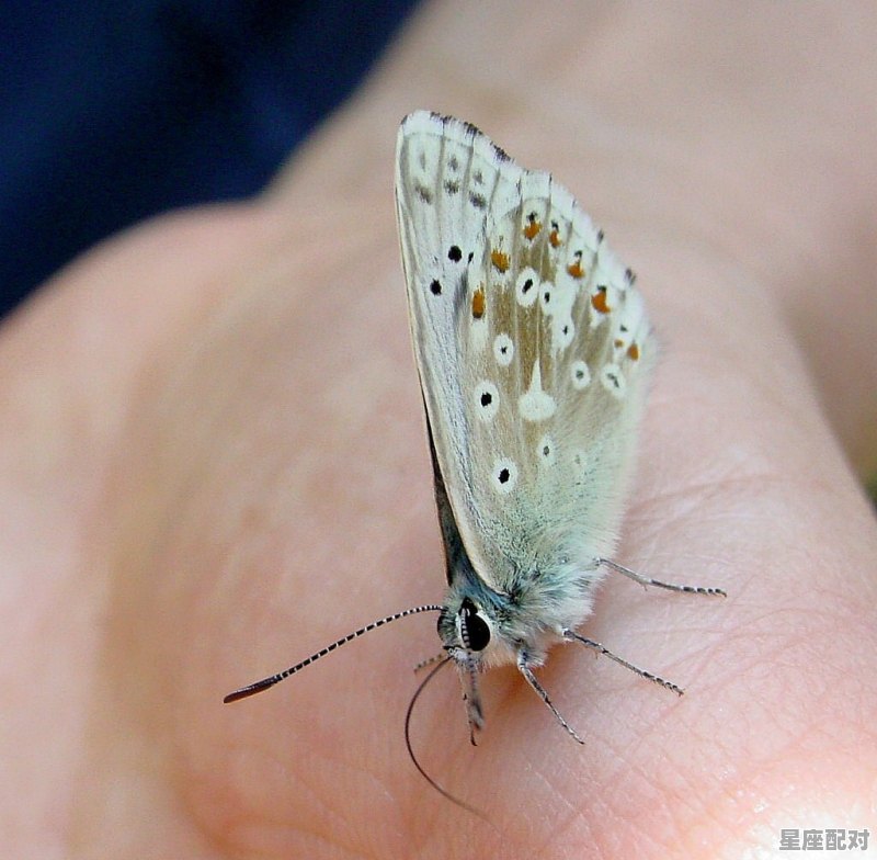 镜架断了一条腿怎么办,梦到别人腿断了 镜架断了一条腿怎么办,梦到别人腿断了 - 星座运势