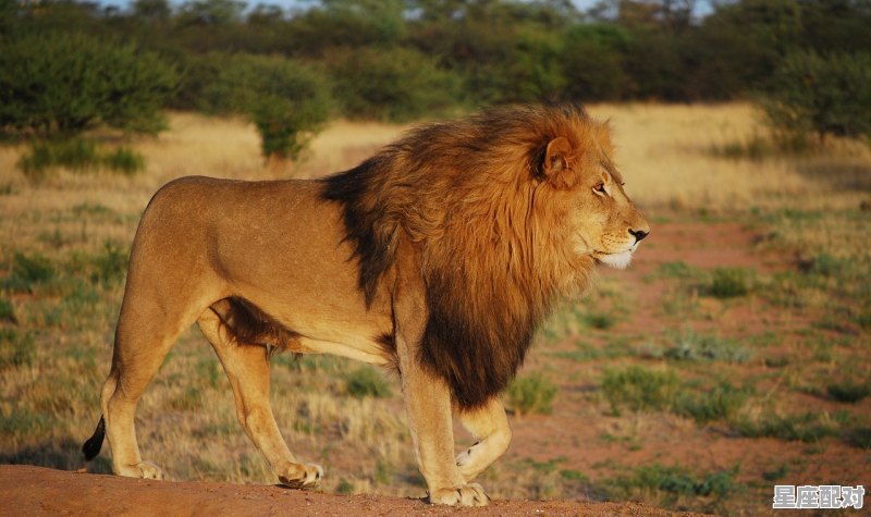 狮子是水象星座吗,狮子座火象星座与水象星座配对吗 狮子是水象星座吗,狮子座火象星座与水象星座配对吗 - 星座运势