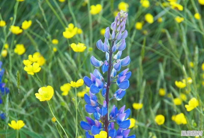 二婚水瓶座最佳婚配_水瓶座与风向座好吗 二婚水瓶座最佳婚配_水瓶座与风向座好吗 - 星座运势