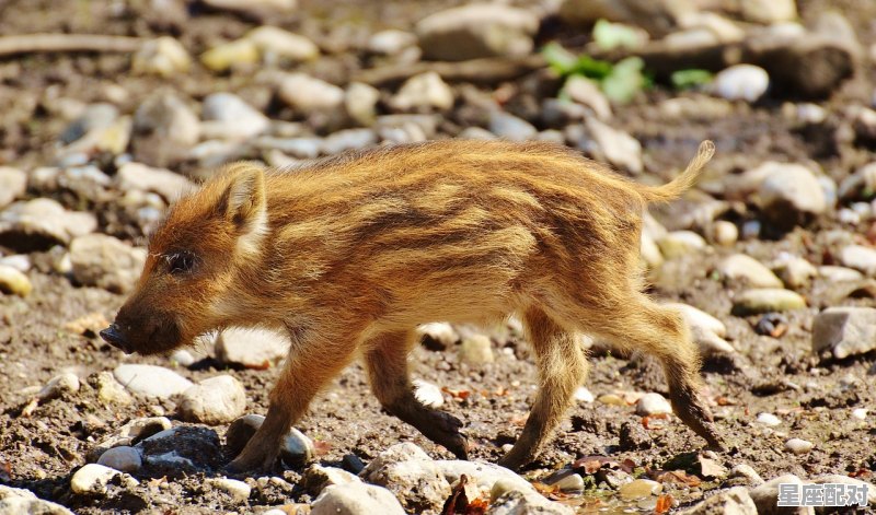 2022本命年什么属相,生屑蛇今日运势 2022本命年什么属相,生屑蛇今日运势 - 星座运势