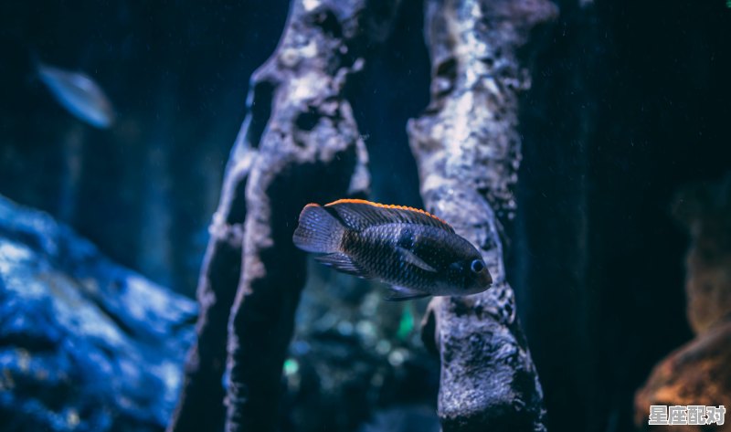 白菁菁的异世界冒险小说叫什么，梦到被豹子追 - 星座运势