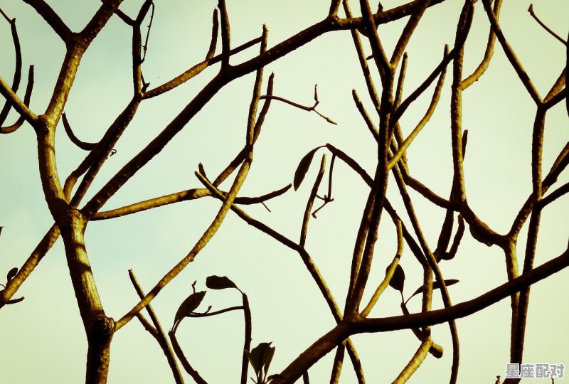 摘柿子的最快方法,做梦梦到摘柿子 摘柿子的最快方法,做梦梦到摘柿子 - 星座运势