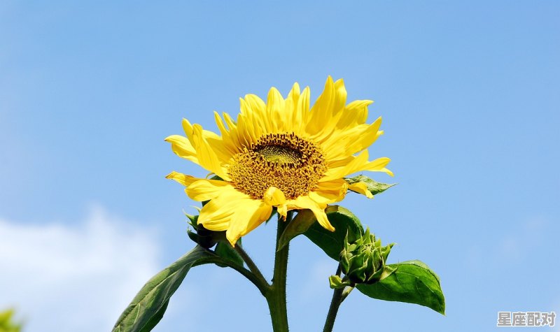 生消马今日运势,生消马今日运势 - 星座运势