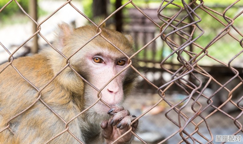 狍子肉是什么肉,梦到猪肉是什么意思 - 星座运势
