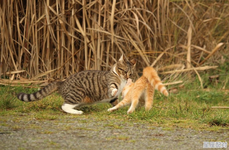 两只猫在一起为什么会打架，梦到两只猫打架 - 星座运势