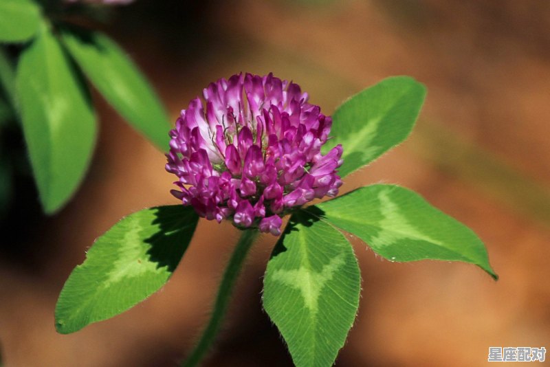 天蝎座各个月份的性格_天蝎性格的十大特征 - 星座运势