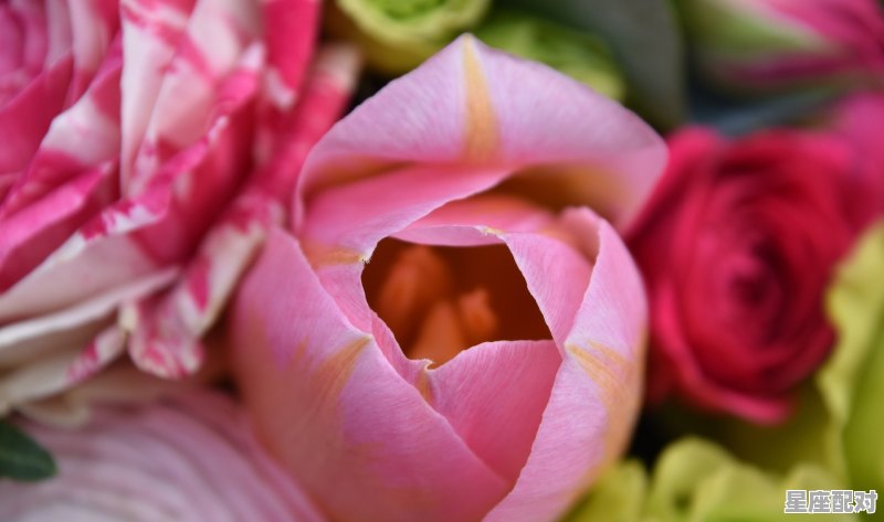 蛇属于什么星座,蛇白羊今日运势财运 蛇属于什么星座,蛇白羊今日运势财运 - 星座运势