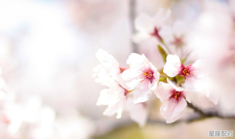 金牛座的隐藏星座,金牛座的12个星座配对是什么 - 星座运势