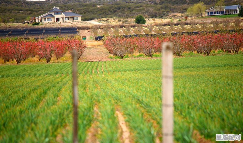 二把什么意思,二亩田地什么生肖 - 星座运势