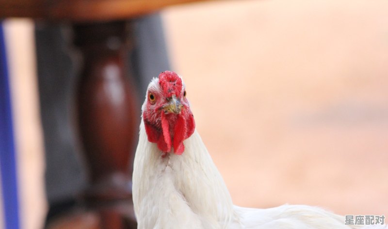 怀孕能吃鸭子吗，孕妇梦到鸭 - 星座运势