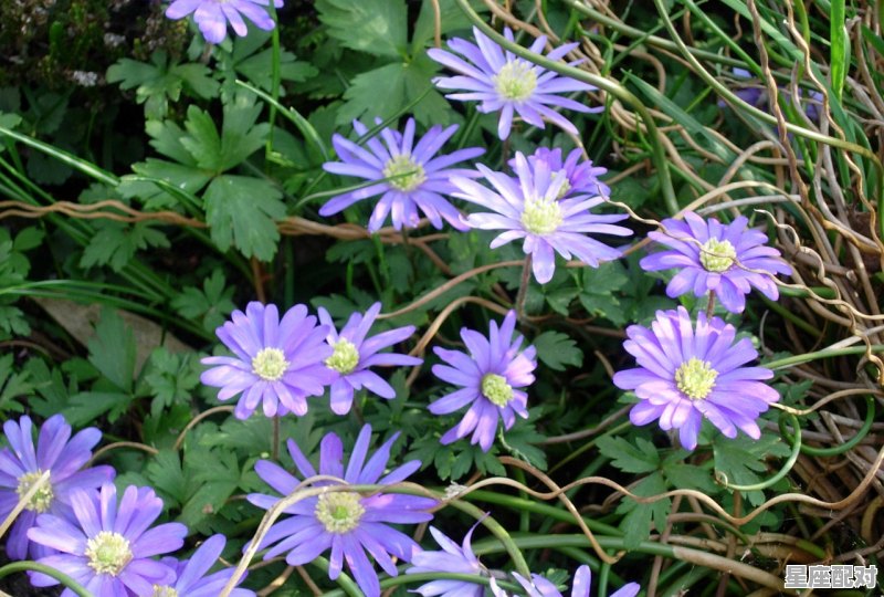 梦到朋友反目,梦到朋友反目 - 星座运势