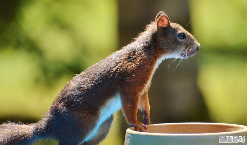 旺财是什么动物_鼠的寓意及吉祥语 旺财是什么动物_鼠的寓意及吉祥语 - 星座运势
