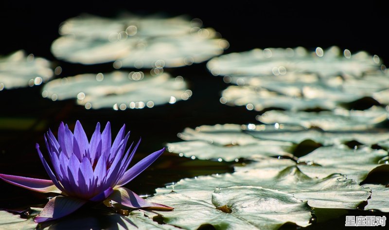 一眼天珠适合什么属相佩戴,属羊的佩戴什么生肖 - 星座运势
