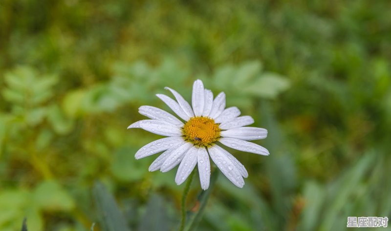 陪巨蟹女一辈子的星座,巨蟹和什么星座配对最幸福女生呢 陪巨蟹女一辈子的星座,巨蟹和什么星座配对最幸福女生呢 - 星座运势