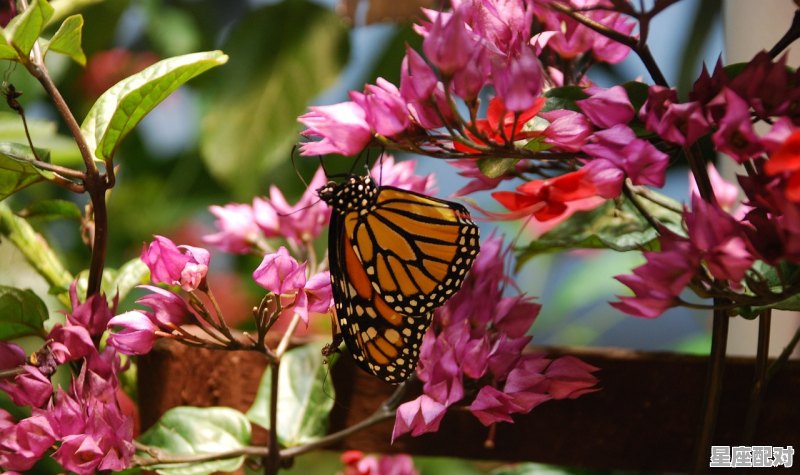 如果是两个相同属相的男女结婚要相差一百天最好,有谁听说过,好花一百朵是什么生肖 如果是两个相同属相的男女结婚要相差一百天最好,有谁听说过,好花一百朵是什么生肖 - 星座运势