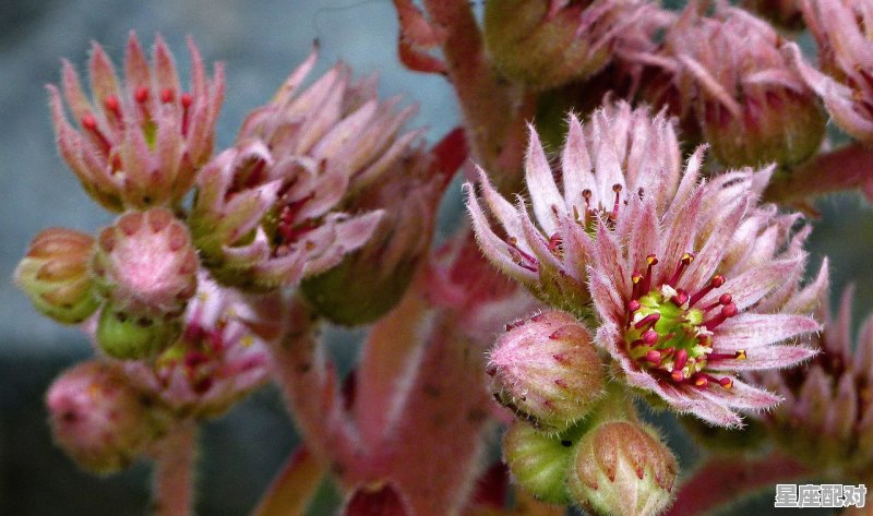 孕妇能不能摘果子_孕妇梦到摘果子 孕妇能不能摘果子_孕妇梦到摘果子 - 星座运势