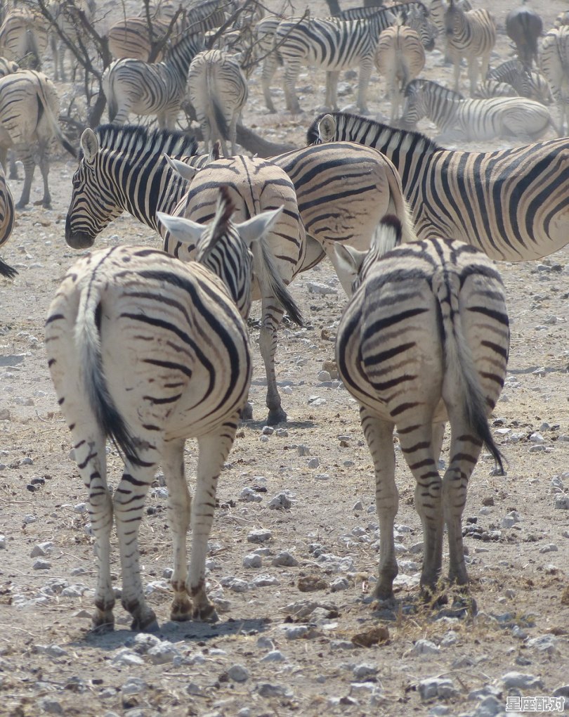 司马打一动物,公元179年属什么生肖 司马打一动物,公元179年属什么生肖 - 星座运势