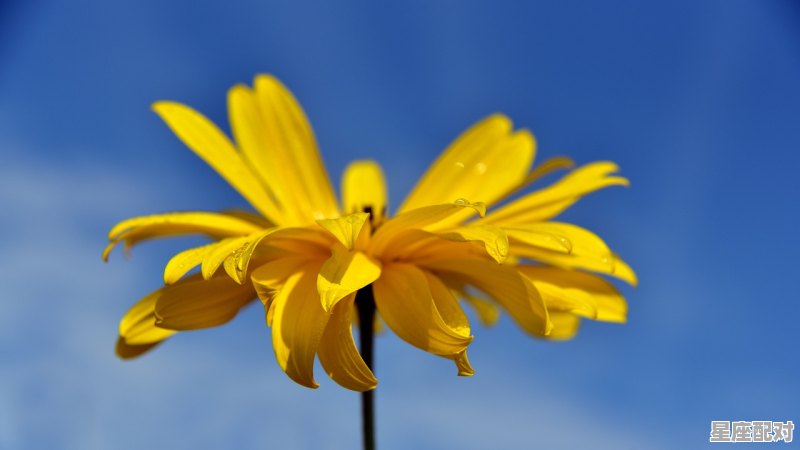 金牛座最近会遇到的大事_金牛座每月桃花运势 - 星座运势